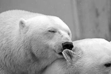 ours blanc endormi