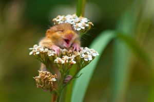 Un loir heureux perché sur une fleur.